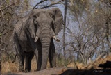 Seba - Elephant in Camp2 Seba - Elephant in Camp2